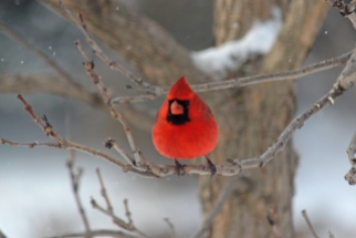 Cardinal in Snow | Swisher, IA
